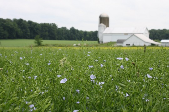 E. Blue flax flowers in the foreground, yellow canola flowers peeking through, and the 200-year old barn in the background. Credit: Liz Kolbe
