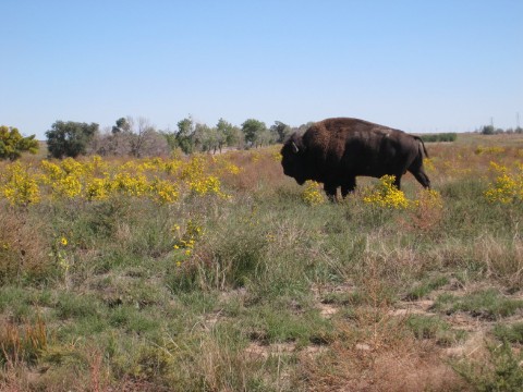 Bison have been reintroduced back onto the Refuge. (Photo by Ariana Brocious, NET News)