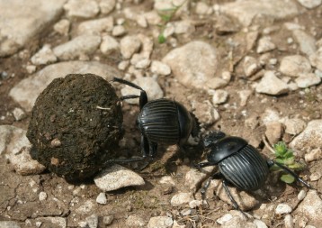 Dung beetles need the stars to navigate as they roll their smelly treasures homeward. 
