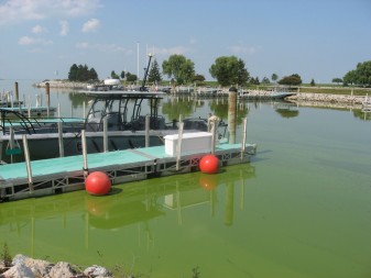 By August 19, 2013, harmful algal blooms had begun growing in the western end of Lake Erie. This is the marina at Maumee Bay State Park. Credit: Jean O’Malley