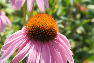 Purple Coneflowers, also known as Echinacea, are an attractive plant for a rain garden but watch out for deer, who love to munch them.  Photo credit: Flickr / Karen Blaha