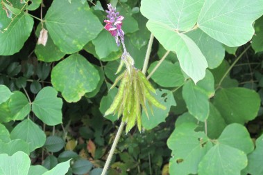 Once the kudzu flower is pollinated, it develops seedpods which further enable its spread.