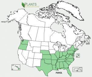 Many states now host the invasive kudzu vine.  Credit:  USDA's PLANTS database