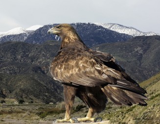 Golden eagles face a threat from lead bullets as well as wind turbines.  Photo courtesy Leon Roland.