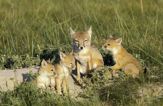 Swift Fox Family