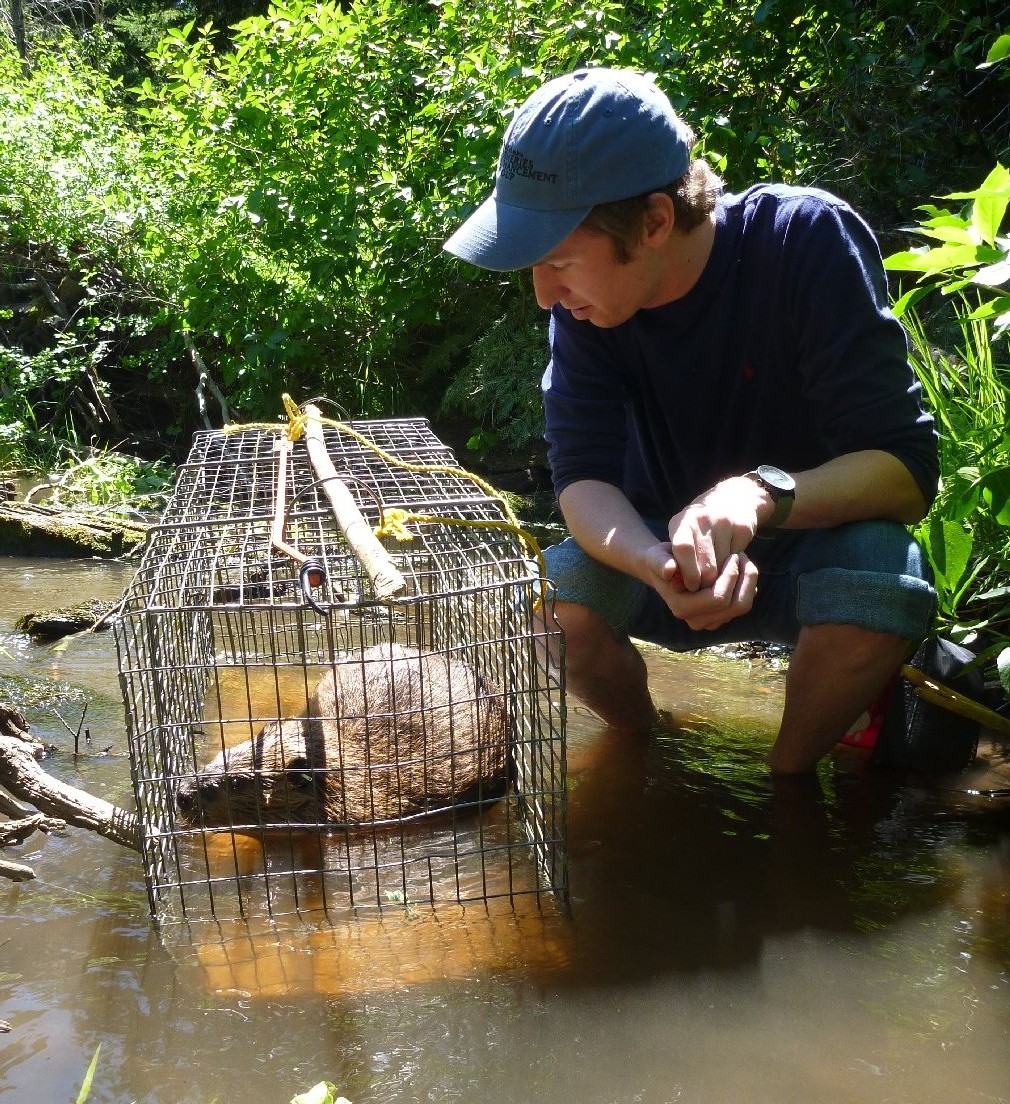 Man near beaver cage