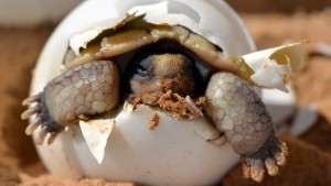 Desert tortoise hatchling