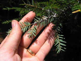 The wool-like secretions of the hemlock woolly adelgid are visible throughout most of the year, and are generally between 1/16th and 1/8th inch across. Courtesy: Maine.gov/dacf