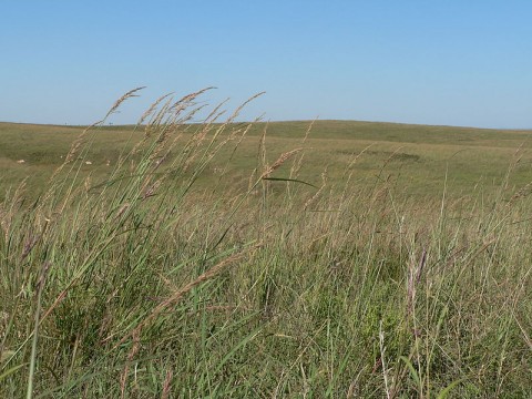 Big Bluestem prairie grasses.