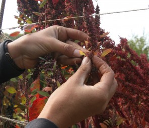 Protein-packed quinoa plants are cultivated and harvested at Ecology Action's research garden in Mendocino, CA. Image by Lisa Landers