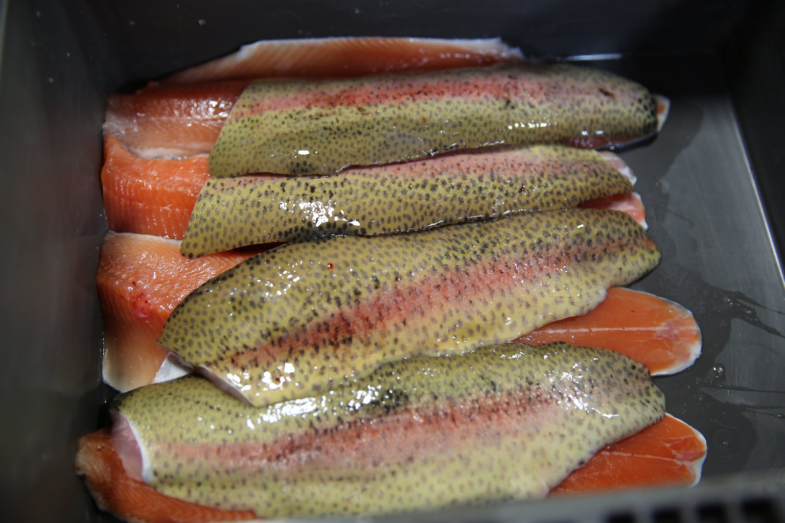 Fillets of TwoXsea's rainbow trout ready for San Francisco restaurants and grocery stores. Lindsey Hoshaw/QUEST.