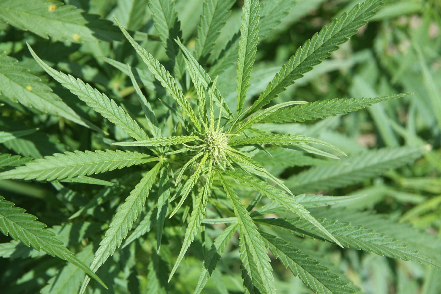 Cannabis Seeds for Sale California