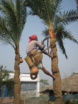 Sap collectors slice into date palm trees with machetes, then hang clay pots to catch the sweet syrup that drips out. Bats drinking from the pot can contaminate the sap with Nipah virus. Photo courtesy of Micah Hahn.
