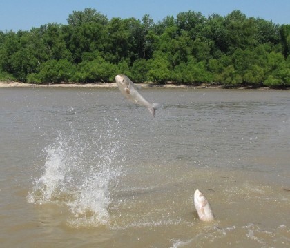 Incredibly bony heavy, Asian carp have been known to injure boaters and waterskiiers when they jump from the water. Credit: Louisville USACE.