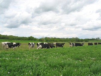 Grazing in the pasture.  Photo courtesy of UW-Madison Center for Integrated Agricultural Systems. Photographer: Ruth McNair