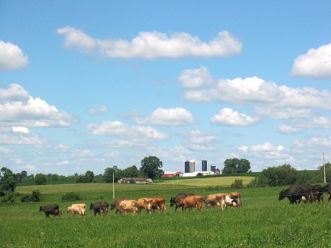Cows grazing in the field on a summer day. Photo courtesy of UW-Madison Center for Integrated Agricultural Systems. Photographer: Ruth McNair