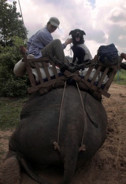 As part of a pilot program for locating wild Asian elephant dung in Myanmar, Wicket traversed otherwise impassable roads on elephant back — a first for her and the elephants. Photo by S.Hedges/WCS