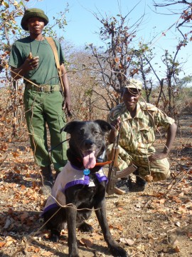 Wicket, one of WDC’s most accomplished dogs, worked with local wildlife authorities in Zambia as part of the world's first wire snare detection and removal program. Photo by WDC