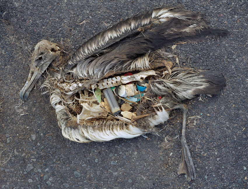 Plastic ingested by an albatross on Midway, a remote  Pacific island.  Copyright, Chris Jordan