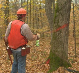 In the Menominee forest, trees are only marked for harvest if their removal will bolster the forest's health.