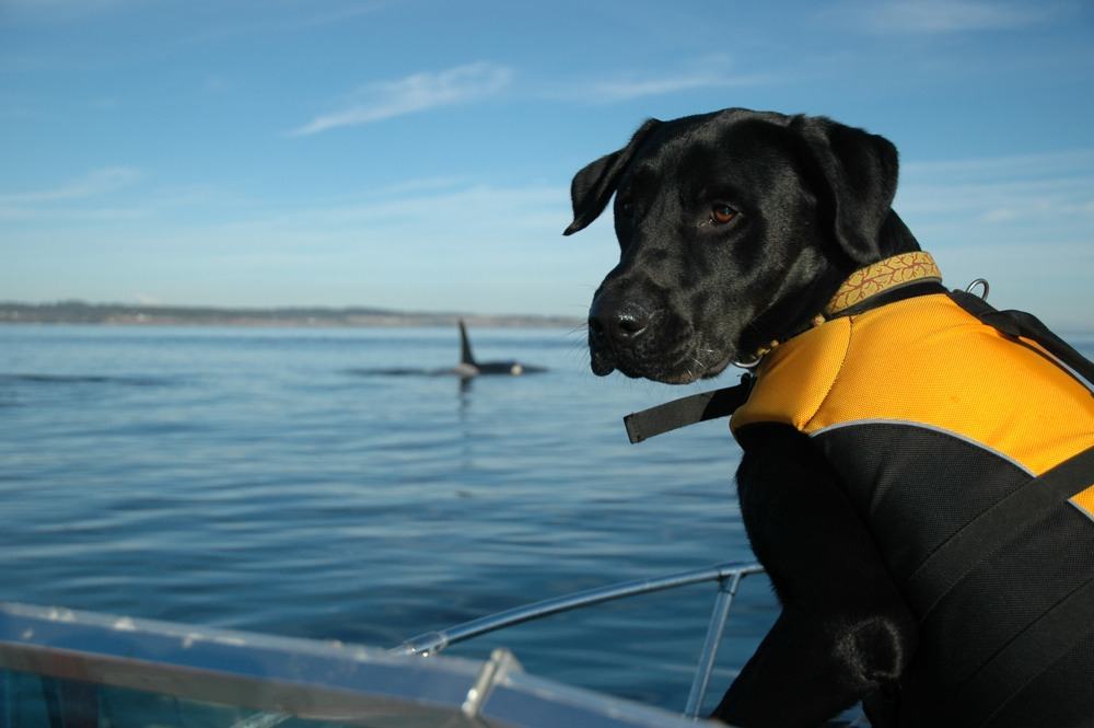 Tucker heads out to sea in search of orca poop. Photo courtesy of Center for Whale Research 