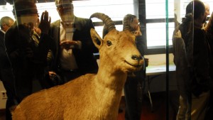 The remains of the last Pyrenean ibex, a female named "Celia," are in a museum in the Spanish town of Torla. Courtesy Government of Aragón.