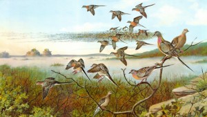 In the 19th century, passenger pigeons were the most abundant birds in the world. Painting "Distant Thunder," by Owen Gromme. Courtesy Anne Marie Gromme.