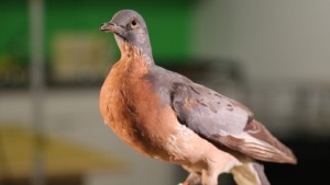 Passenger pigeon specimens, like this one from the Oakland Museum of California, are all that remains from what was once the most abundant bird in the world. Photo by Arwen Curry, QUEST Northern California. 