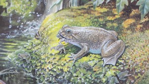 The extinct gastric brooding frog gave birth through its mouth. Painting by Peter Schouten, courtesy Michael Archer.
