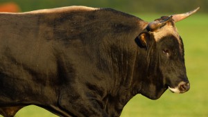 A bull called "Manolo Uno" was bred to resemble an aurochs. Courtesy Staffan Widstrand.