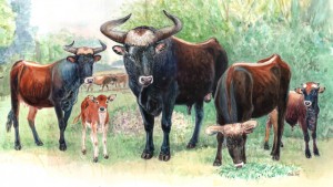 Aurochs, the ancestors of all modern cattle, disappeared from Europe in 1627. Illustration by Marleen Felius, Taurus Foundation.