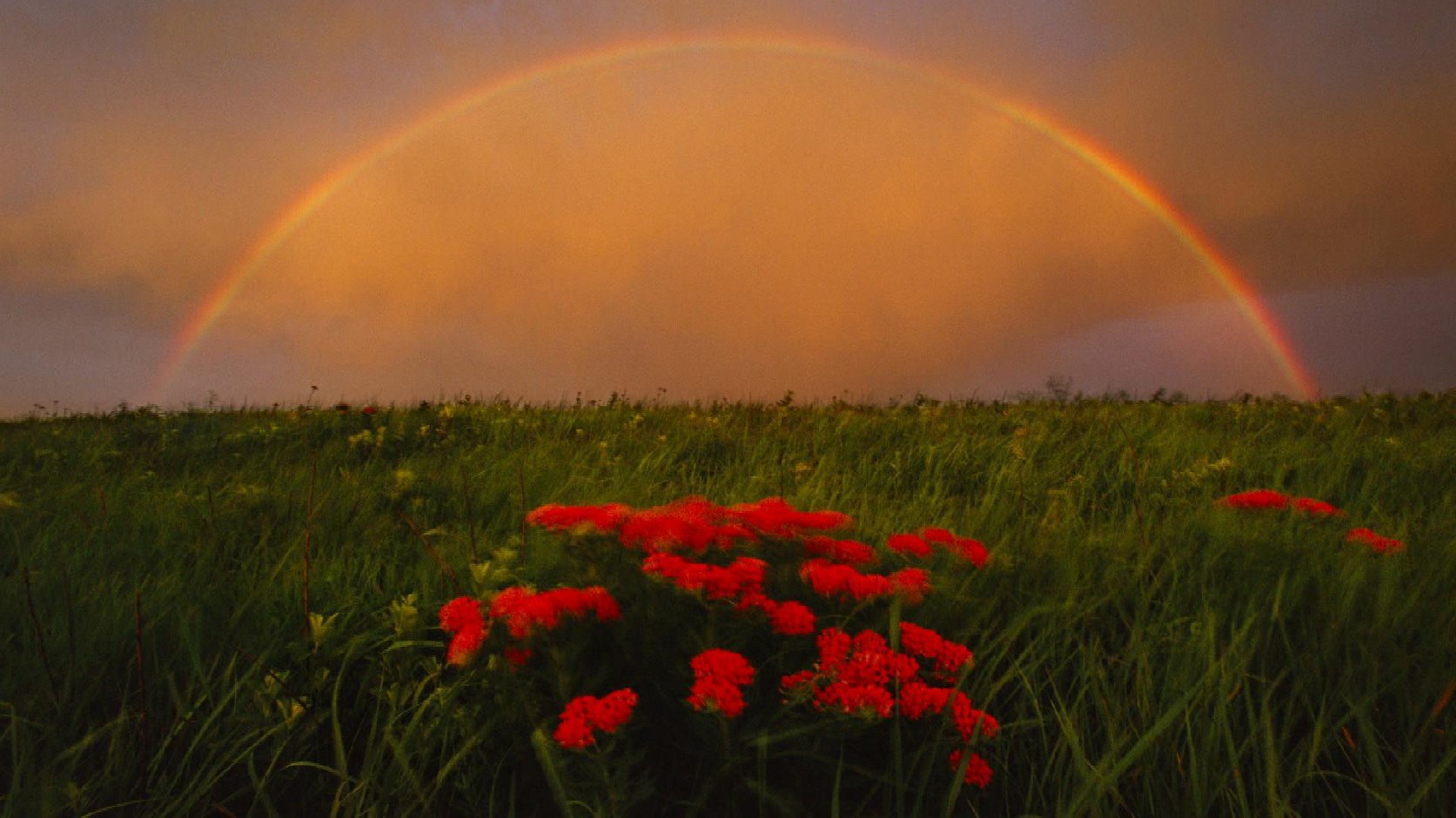 Rainbow and butterfly milkweed, Konza Prairie, Kansas