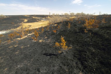 Young eastern redcedars killed during the burn.  (Photo credit: Jackie Sojico, QUEST Nebraska)