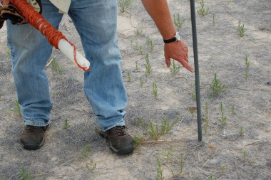 Dave Wedin shows how much sand has been lost on one of his test plots recently.