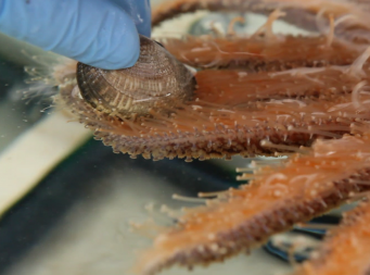 Scientists are testing whether shellfish, a top food  source for starfish, may transfer the pathogen.  Credit: Laura James