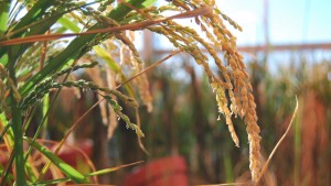 This rice at the University of California, Davis has been genetically engineered to tolerate the droughts that are already becoming more common with climate change.  Photo: Gabriela Quirós 
