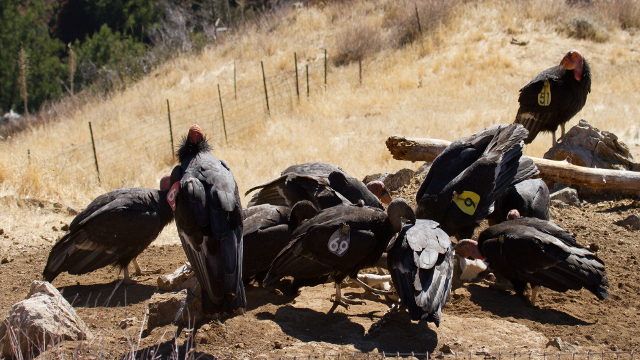 Condors can get lead poisoning when ingesting carcasses shot with lead bullets and left by hunters, ranchers or poachers. Image courtesy of Tim Huntington / Ventana Wilderness Society. 