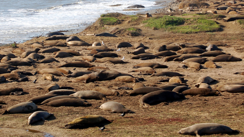 Northern elephant seals on the beach at Año Nuevo State Reserve on the San Mateo Coast. Photo by Amy Miller for KQED Science