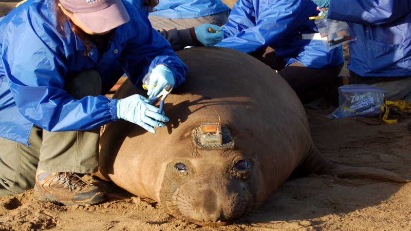A student in Dan Costa's lab at UC Santa Cruz prepares to remove a satellite tag from a female elephant seal. Photo by Amy Miller for KQED Science