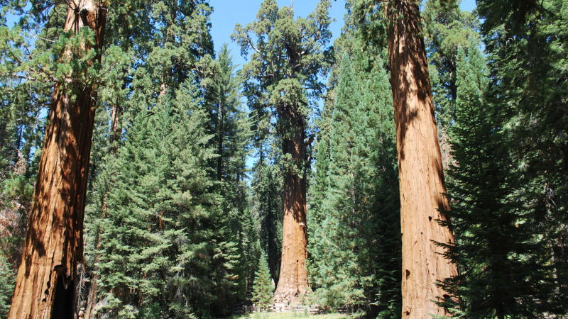The General Sherman, in the middle, is billed as the largest tree in the world. If conditions for giant sequoias worsened in the future, Sequoia National Park officials might consider irrigating the General Sherman and other famous giant sequoias. 