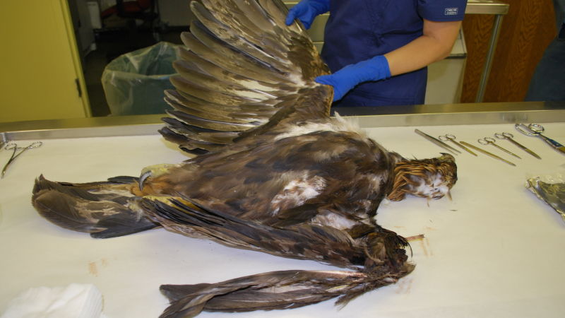Krysta Rogers, of the California Department of Fish and Wildlife in Sacramento holds up the wing of a dead golden eagle. The eagle was found injured on July 25 on a wind farm in the Altamont Pass operated by AWI and had to be euthanized, according to an East Bay Regional Park District report.  Rogers said the amputation to the bird’s left wing was “consistent with a wind turbine strike.” 