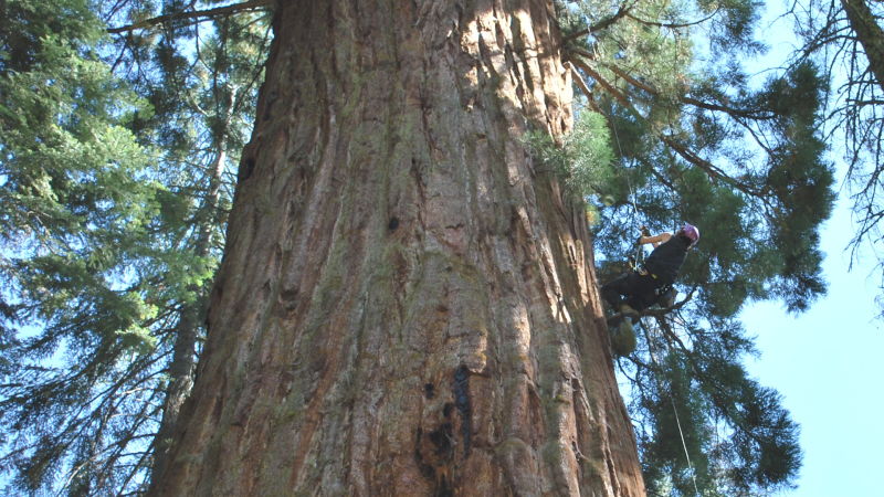Biologist Wendy Baxter, of the University of California, Berkeley, climbed a giant sequoia in September. She used a simple rig that allowed her to hoist herself up on a rope while hardly touching the bark. 