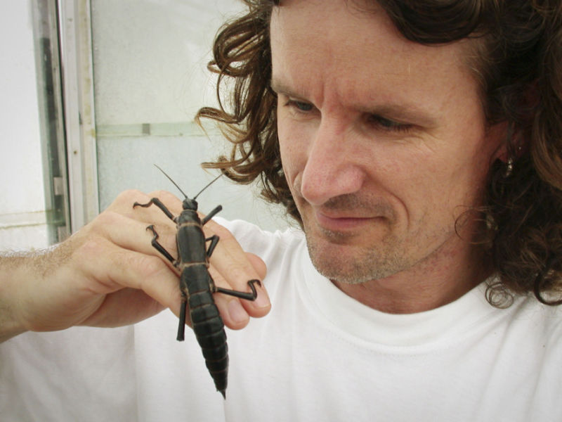 Nick Carlile, seen here with the Lord Howe Island stick insect, discovered the thought-to-be extinct phasmid in 2001 on Ball's Pyramid.