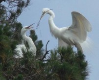 Great Egrets build their nest in the same tree. Photo by Cindy Margulis.