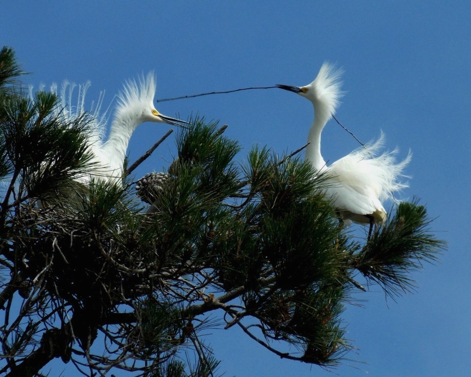 Snowy Egret pair building a nest and showing their nuptial plumes. Photo by Cindy Margulis.