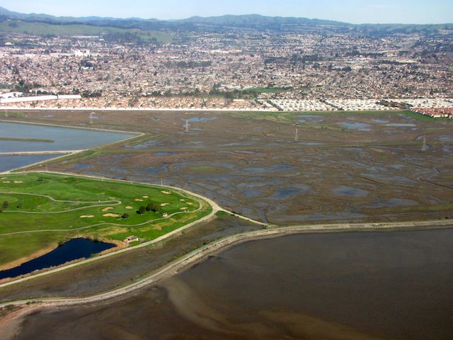 Most of San Francisco Bay's tidal marshes are hemmed in by urban development, making it hard for plants and animals to migrate upslope as seas rise. (Photo: Craig Miller)