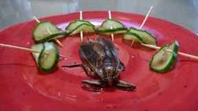 This waterbug, which is native to Thailand, was prepared by entomophagy advocate and educator Daniella Martin. She described this  edible insect as having a flavor redolent of banana and Jolly Rancher candies. (Sheraz Sadiq/KQED)