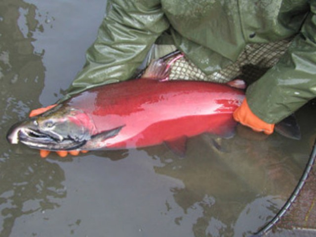 A coho salmon in its spawning stage. (US Fish and Wildlife Service)