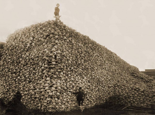Pile of American bison skulls waiting to be ground for fertilizer, circa 1870. (Burton Historical Collection/Detroit Public Library/Public domain)