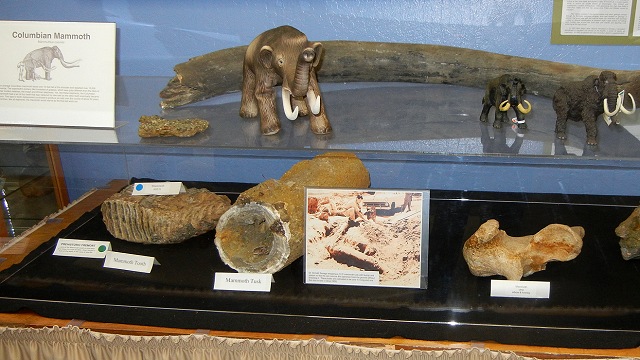 mammoth bones at the CNHM